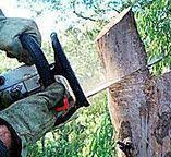 Reliable Rolling Meadows, IL Tree Care Solutions