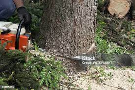 How Our Tree Care Process Works  in  Rolling Meadows, IL